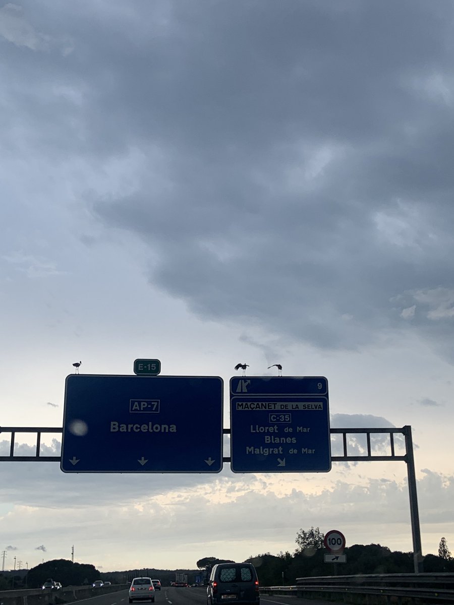 Aina_Drets's tweet photo. Les cigonyes sembla que es preparin? Moltes a tocar de Maçanet de la Selva  #meteotv3 @eltempsTV3 https://t.co/WL2d8RQCZ4
