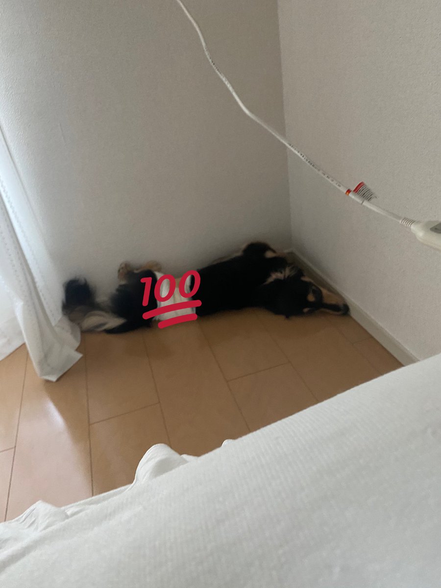 1428sMami's tweet photo. こんな犬見た事ない😫 https://t.co/SGTtIYrE81