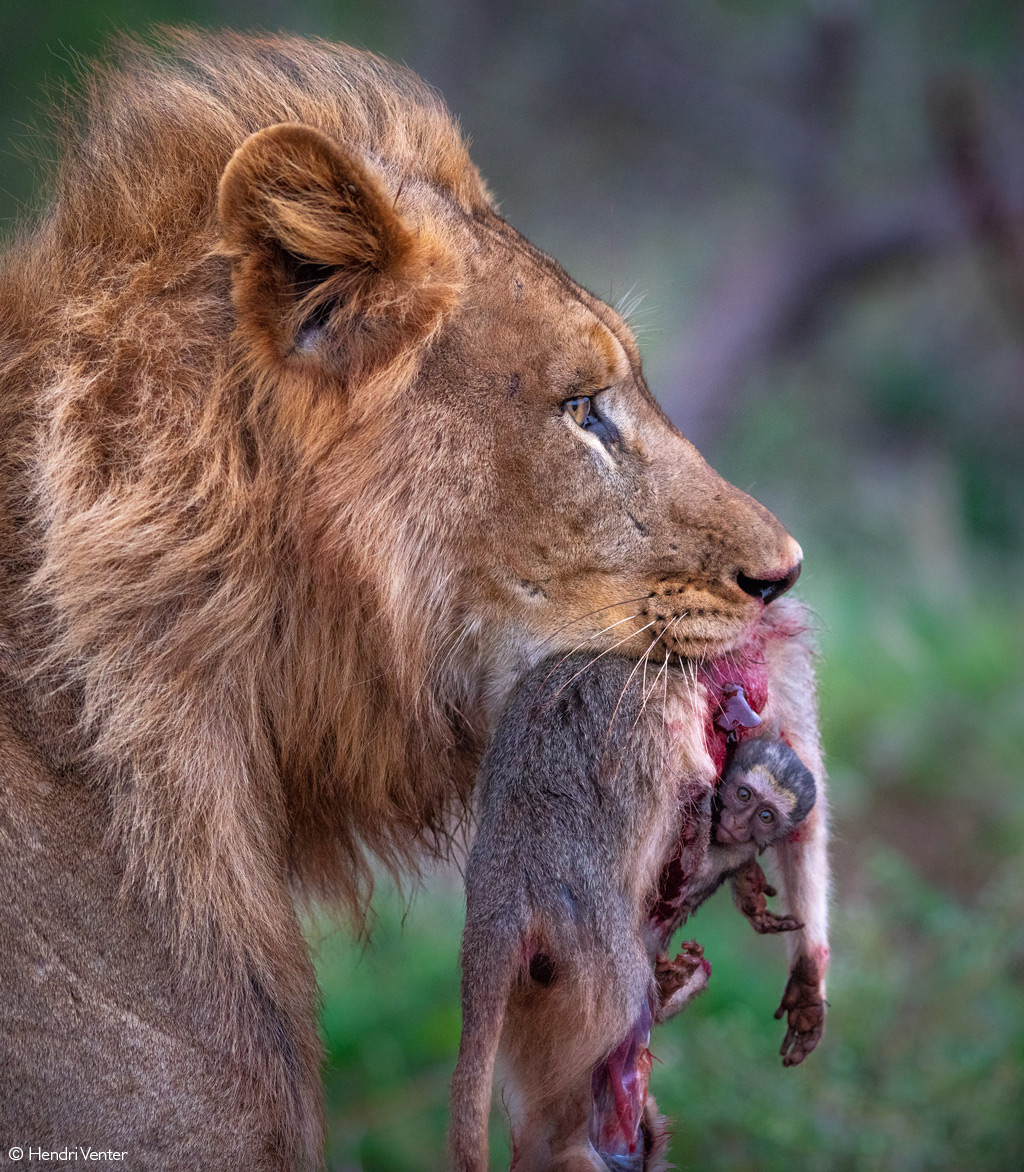 africageo's tweet photo. 📷Allegory of life and death. Zimanga Private Game Reserve, South Africa. © Hendri Venter https://t.co/6Qx62bP3Ti