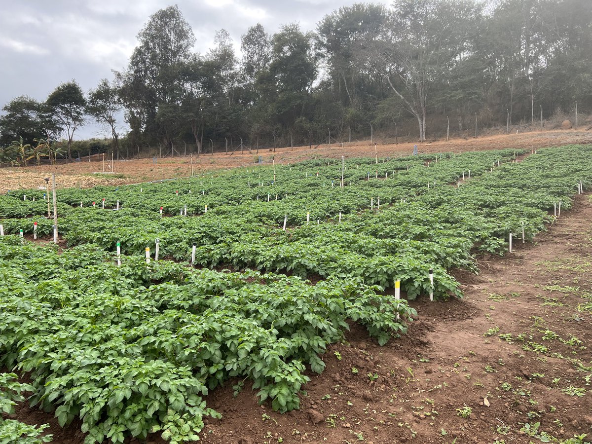Potato plots ready for rampant late blight (#Phytophthora infestans) epidemics (in the control plots 😜!!). Thanks ⁦to <a href="/rhaphaelsilva/">Rhaphael Silva</a>⁩,  ⁦<a href="/marianaguis_/">Mariana Guimarães</a>⁩ , Luís Carlos Costa and Rafael dos Anjos for the big support with the experiment setup.