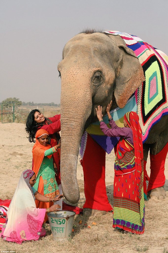 Local women crochet/knit sweaters for rescued vulnerable elephants to shield them from cold, Elephant Conservation Care Center, India, 
Find out more in the @womensart1 book #UnravellingWomensArt