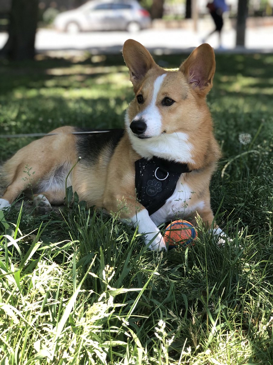 kgrogank's tweet photo. @CBC Ruby the corgi 👋🏼 https://t.co/9D5ZxzC3Yc