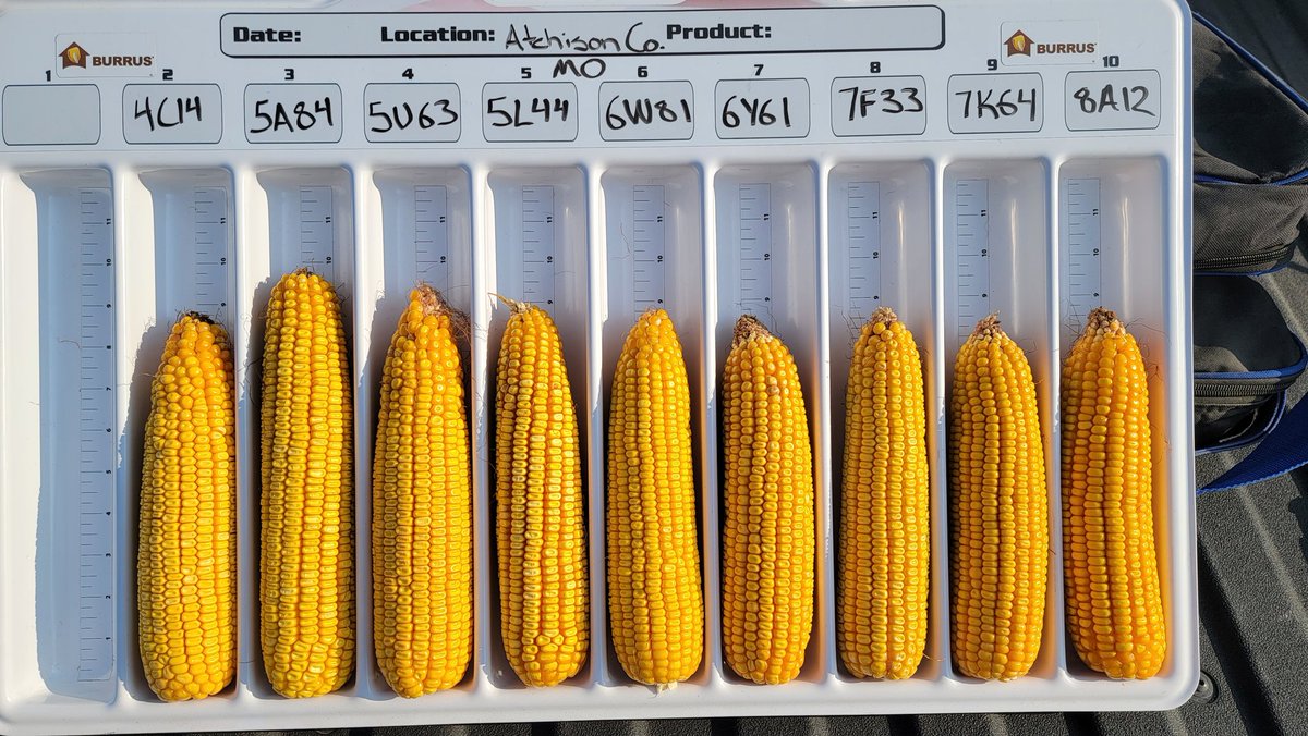 Very nice looking <a href="/BurrusSeed/">Burrus Seed</a> corn lineup in Atchison Co. MO.  111d PowerPlus 5U63AM packing so much girth it barely fits in the display tray.