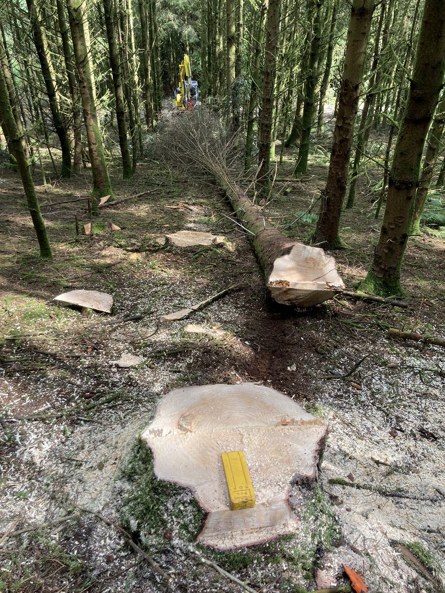 Arbor_Culture's tweet photo. Finished line thinning an area of Douglas Fir today. On to a boggy area of wind blown Sitka before the weather changes. Going to try and get around the back of the blow so that I’m pulling them off the top… https://t.co/cmYpO5pgzF