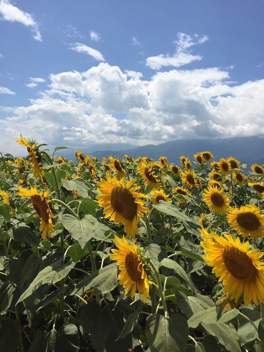 yuuga6969's tweet photo. 🌻🌻🌻 https://t.co/wGSdPLEpEd