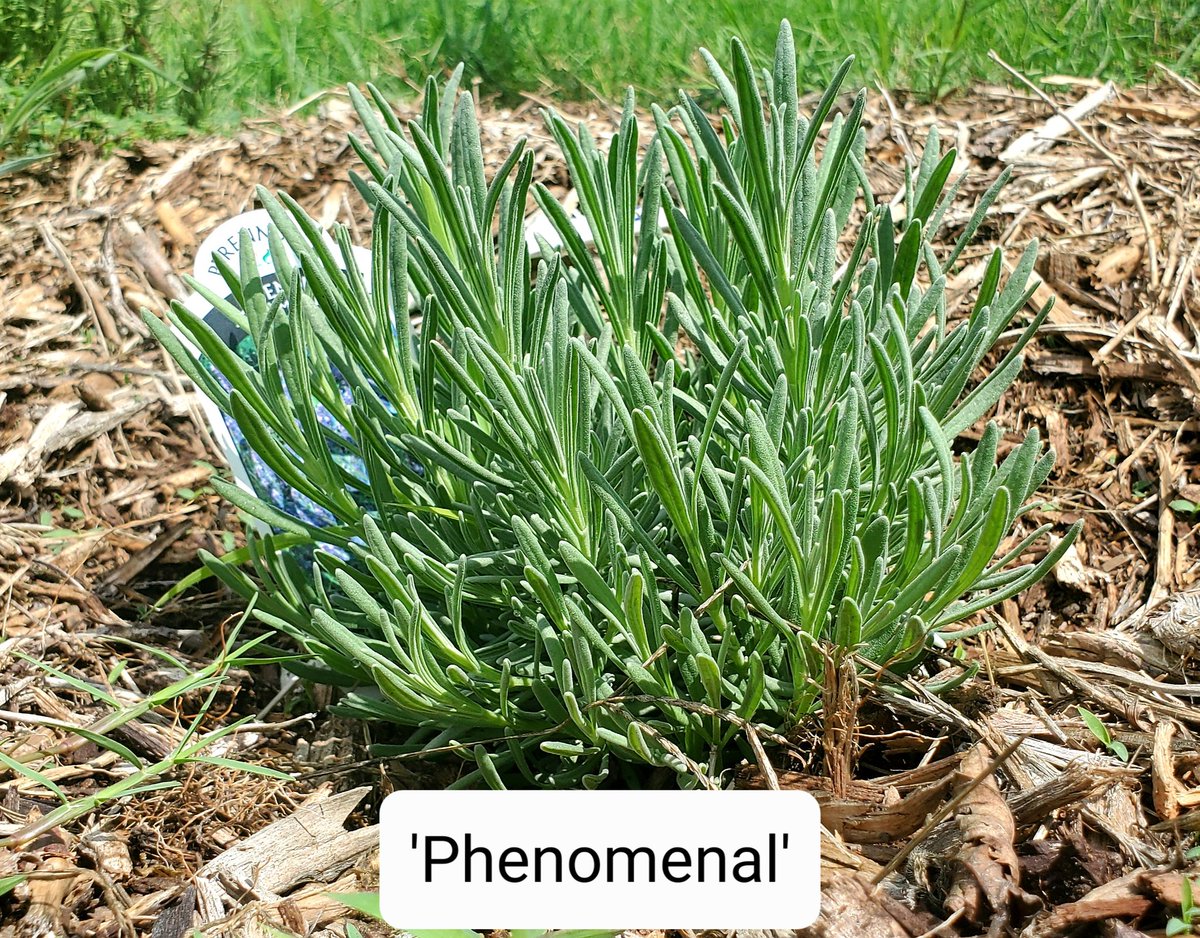 TNTurfWoman's tweet photo. We have put these #Lavender plants through some truly tough Texas conditions so far this year in Collin County, and are seeing some clear standouts so far in terms of survival. Excited to see results across all locations over the next couple of years. https://t.co/fxMjrynOfa