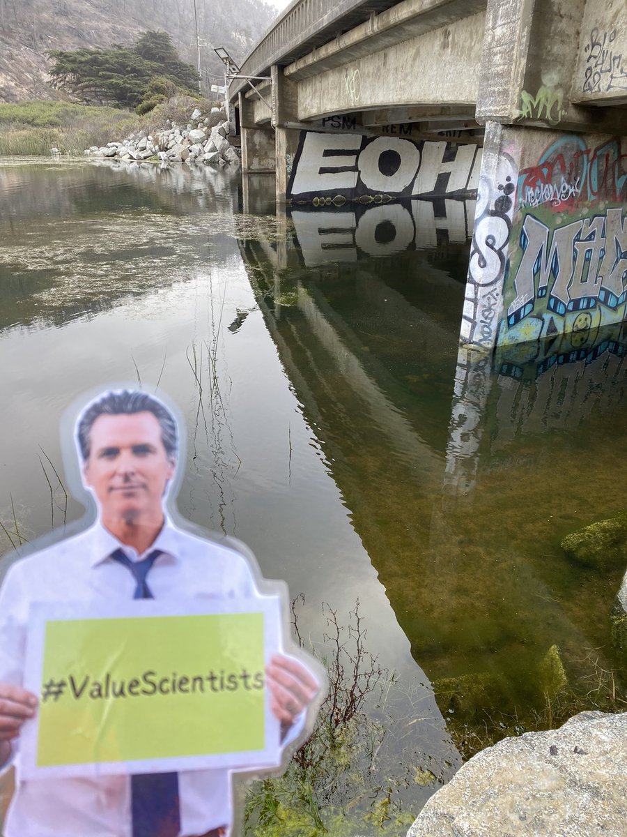 Melly_Jannel's tweet photo. #FlatGavin observing how conditions change when flow is blocked. This site will continue 2 be stagnant &amp; accumulate more vegetative growth/algal mats until the creek breaches the sandbar &amp; flows freely 2 the 🌊 #ValueScientists #CaStateScientists @GavinNewsom @CalHR_gov #EqualPay https://t.co/w89cHMs4KM
