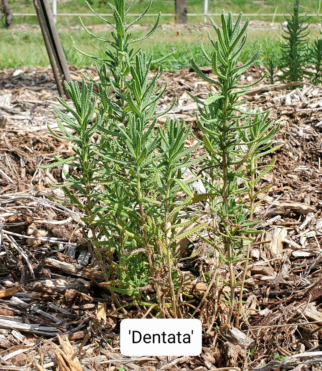 TNTurfWoman's tweet photo. We have put these #Lavender plants through some truly tough Texas conditions so far this year in Collin County, and are seeing some clear standouts so far in terms of survival. Excited to see results across all locations over the next couple of years. https://t.co/fxMjrynOfa