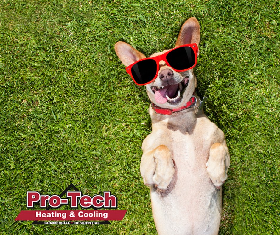 protechheating1's tweet photo. It’s National Dog Day! Visit https://t.co/F9eO7WCvAL to learn how we can help keep your furry friends comfortable this season and drop a photo of your pet in the comments! https://t.co/lQnqpqfFeU