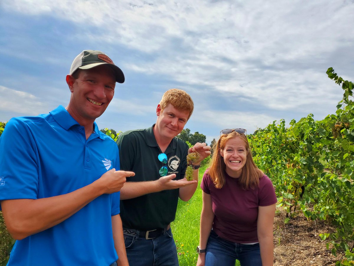 Two plant pathologists and a weed scientist walk into a vineyard ... and find Botrytis!  Checking out Botrytis fungicide trials in grape with <a href="/Tmiles_MSU/">Timothy Miles</a> and <a href="/KerriNeugebauer/">Kerri Neugebauer</a>