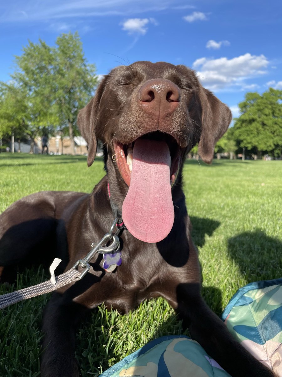 EFavretEDU's tweet photo. @CBC Juno at her happiest, outside 🥰 https://t.co/gEle8S2H80