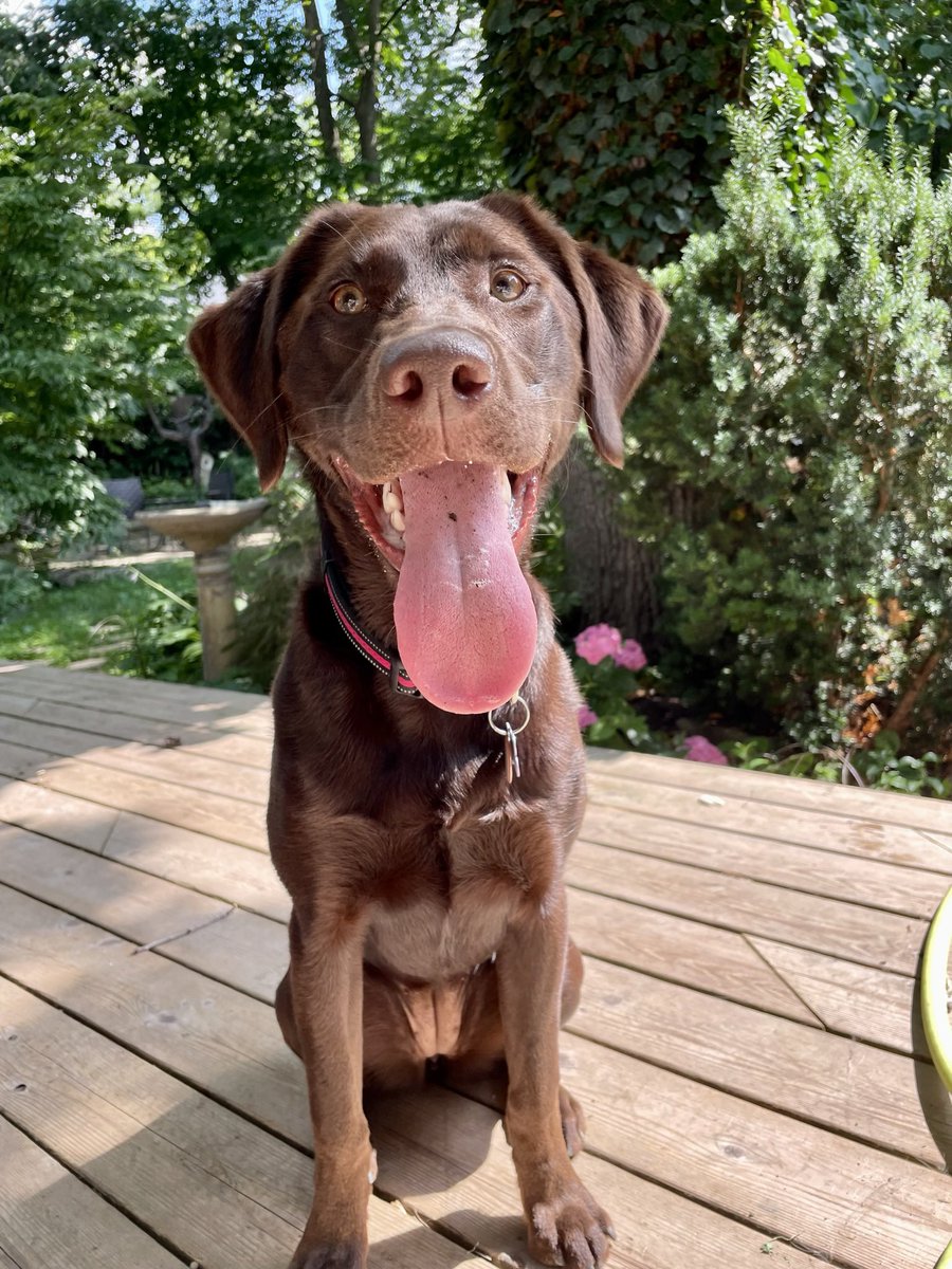 EFavretEDU's tweet photo. @CBC Juno at her happiest, outside 🥰 https://t.co/gEle8S2H80