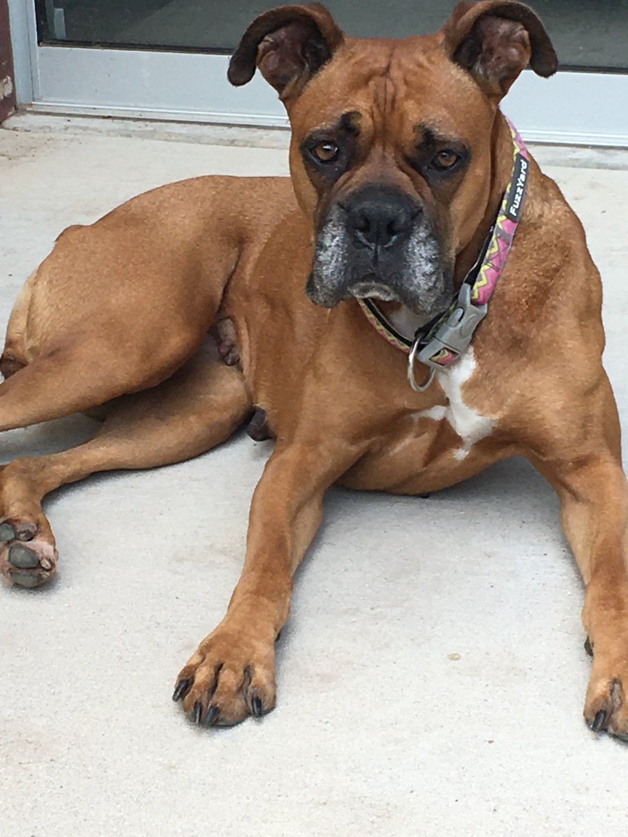 BrianZBetz1's tweet photo. Squeaky, age 10, still playful as a puppy and all muscle. #boxersoftwitter #bonesandrawfood #rawboxersbook on kindle https://t.co/xKiMqxctMl