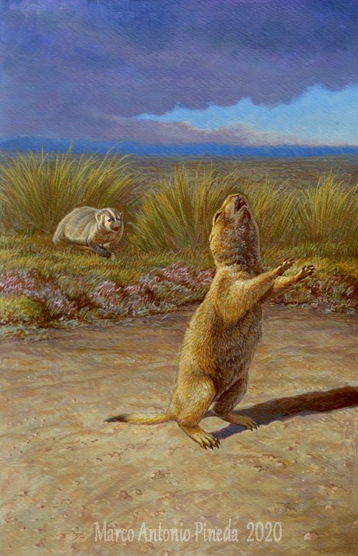bioimagenmap's tweet photo. Los perritos de la pradera como motivo para una #ilustración, elaborada para ser utilizada como portada de una guía de los #mamíferos de la Reserva de la #Biósfera de Janos.

https://t.co/SsUCM8kVZs
"El llamado". 2020
(Cynomys mexicanus/ Taxidea taxus)
Marco Antonio #Pineda. https://t.co/G3SWlcjOo3