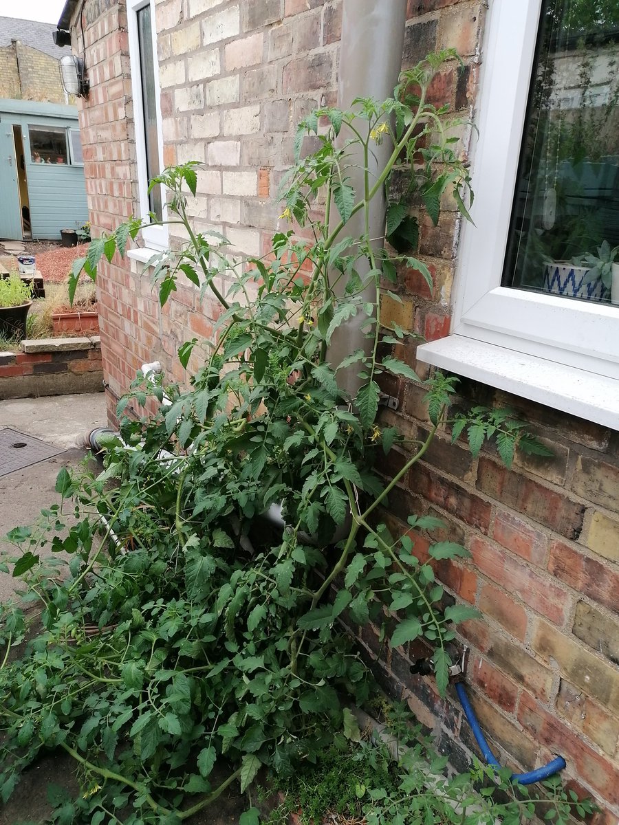 DrGreenRoof's tweet photo. When you let a small tomato seedling carry on in the small gravel filter drain you created for your sink drain and end up with a #littleshopofhorrors situation 1 month later. The power of using nutrient rich wastewater for crop growth #Nuffield22 #water https://t.co/JXif5Utjo4