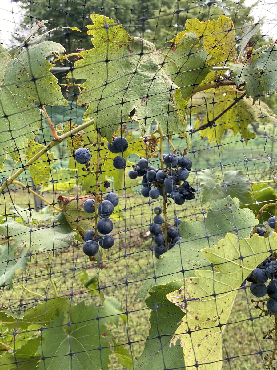 OfficialRFDTV's tweet photo. We’re visiting a grape farm today in beautiful Tennessee. Hear the story of how a Craigslist listing help crafted a new menu item for a local brewery - story to come. #AgTwitter #grapes #local #brewery #grapefarm https://t.co/6fz4CTn8ja