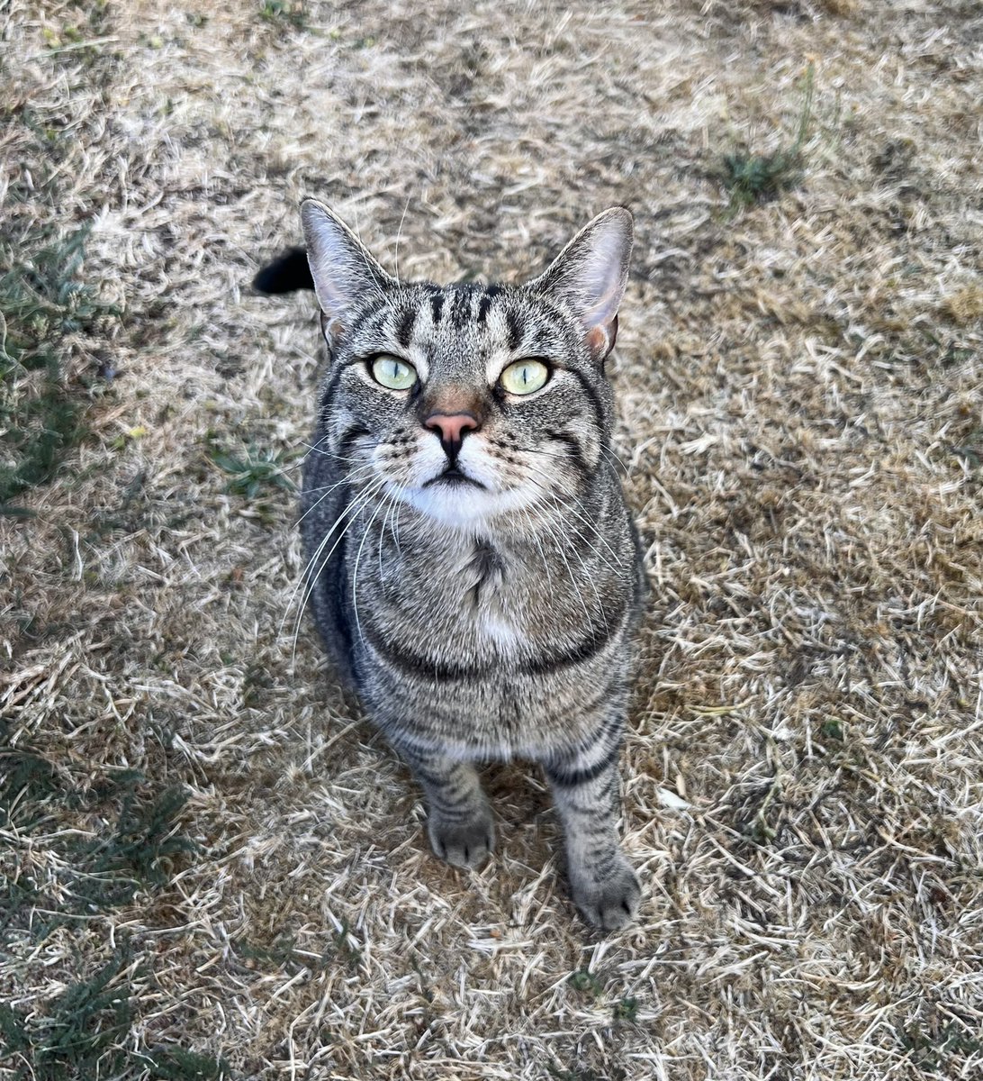 QueenQuinnchen's tweet photo. Ich bin eine braune (🤎) Katze. Ich sollte mich nicht auf einer Wiese tarnen können. Ich sag’s ja nur 😿😾

#Klimakatastrophe #cats #CatsofTwittter #LebenszeichenVonQuinny https://t.co/0Cme6xCHnp