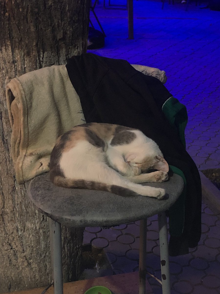 Я хочу быть как эта кошка