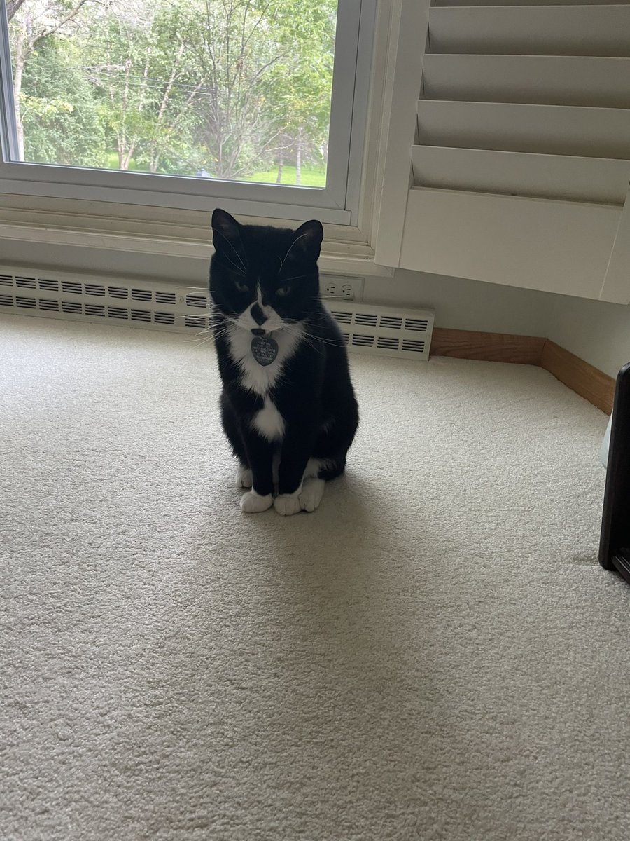 He wants a snack. I swear I need to by stock in Temptation treats. #CatsOfTwitter #CatsOnTwitter #Cats