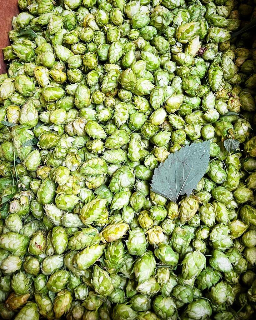 GreenDragonBeer's tweet photo. Fresh hop Jörmungandr IPA coming your way. We might have burtonized the mash water… look for it in a couple of weeks! 20lbs of fresh Centennials are going into this one! Should be great!

#cheers #greatbeer #oregonbeer #craftbeer #independentbrewery … https://t.co/PQ4Dg30lj0 https://t.co/OI4gHNmm2P