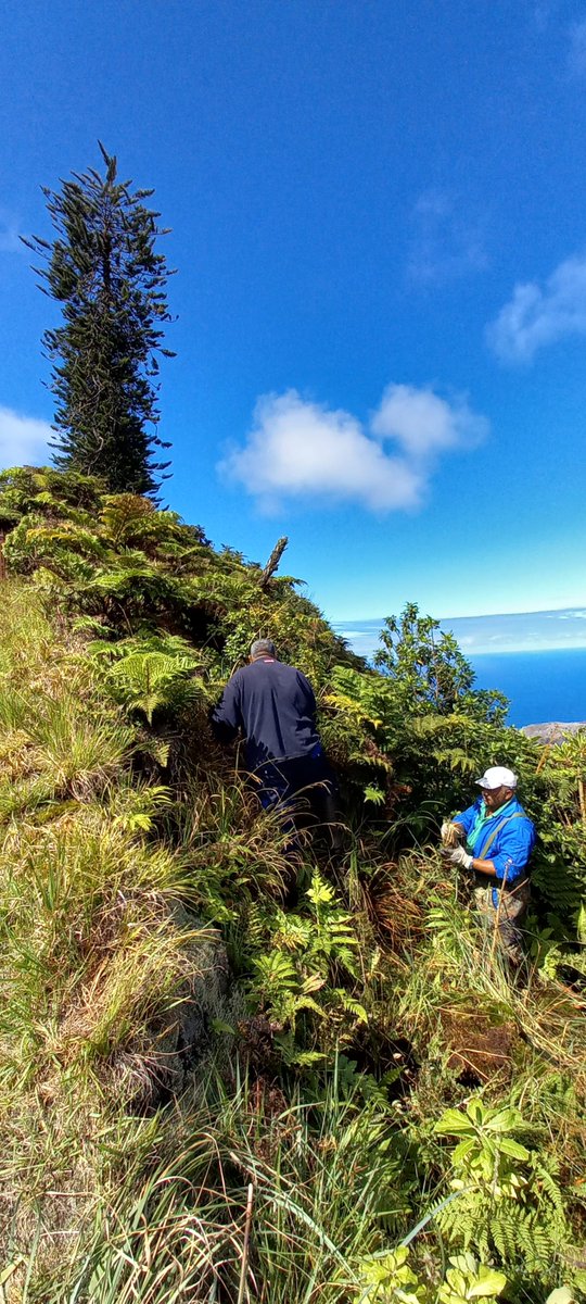 St Helena Peaks National Park tweet media