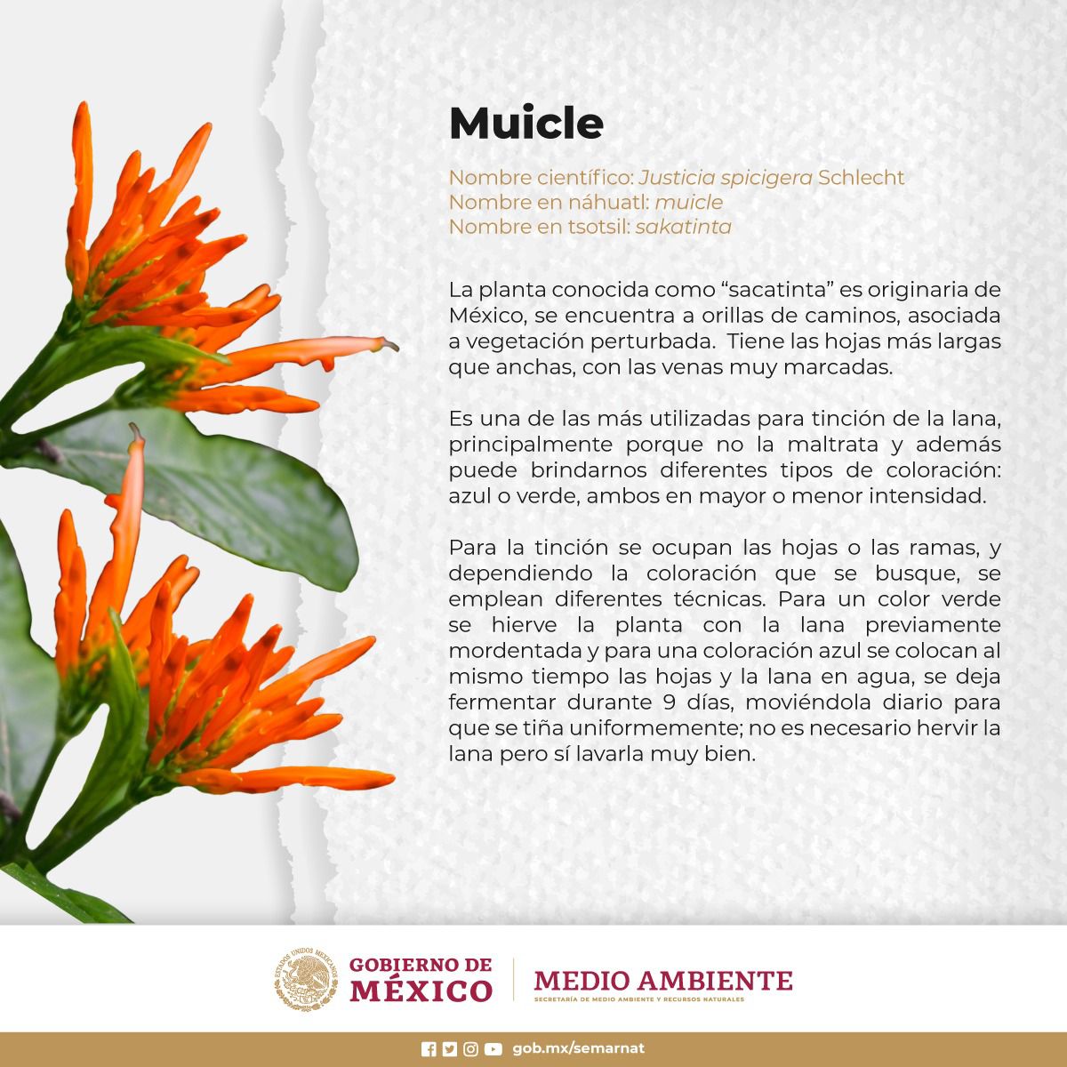 SEMARNAT_mx's tweet photo. La planta conocida como #muicle o sacatinta es originaria de México. 🇲🇽🏵

📌 #SabíasQue es una de las más utilizadas para tinción de la lana, ya que puede brindar diferentes tipos de coloración: azul o verde, ambos en mayor o menor intensidad. 🧶🎨👕

Conoce más. 👇🏽 https://t.co/QpU9dLrxw1