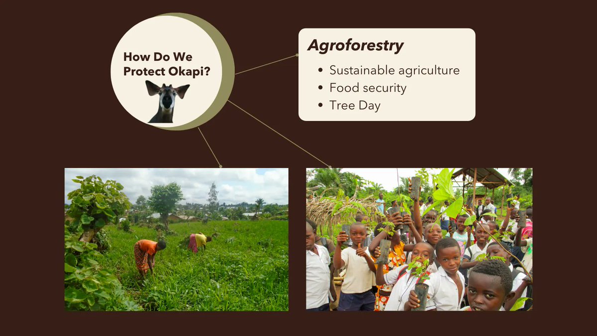 Okapi Conservation tweet media