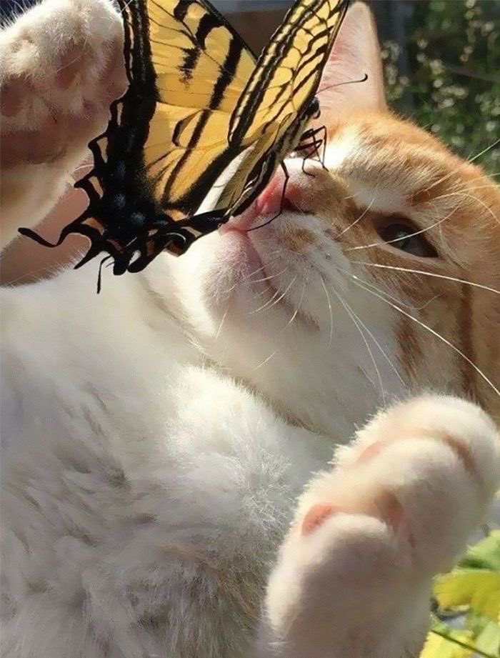 300moods's tweet photo. a happy cat playing with a butterfly 🦋 https://t.co/eVRxX0MtEn