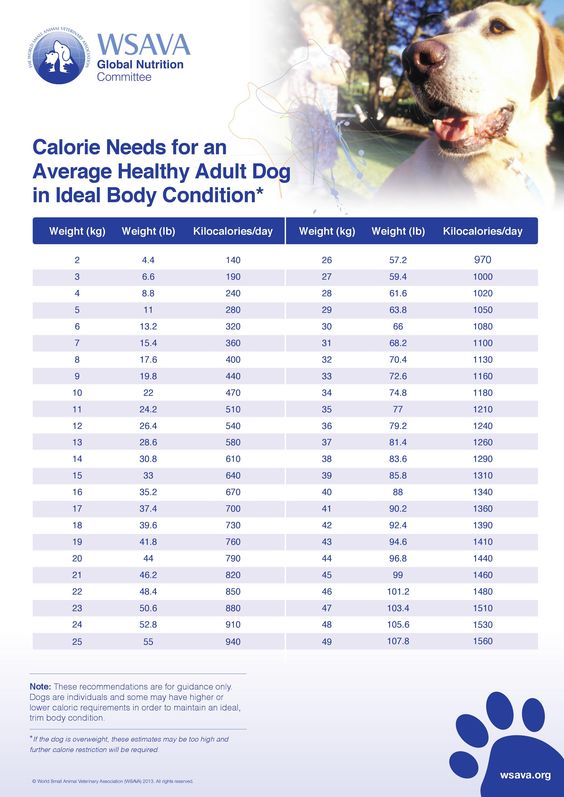 HealthCare_Pets's tweet photo. Not sure how much to feed your dog? Consider this guide on recommended calorie needs for an average healthy adult dog in ideal body condition.
.
.
.
#dogdiet #dognutrition #dogcalories #bodyconditionscore #dogbodyconditionscore #dogbodycondition #dogweight #doghealth #pethealth https://t.co/PZGZeWnK3N