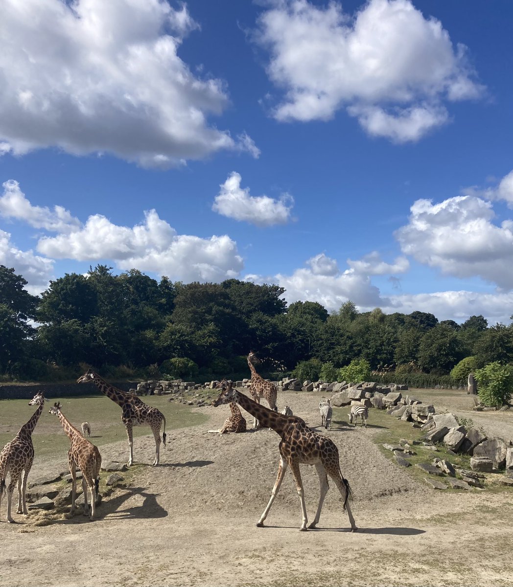 Ciarabira's tweet photo. A great day out @DublinZoo today! ☀️☀️#lovedublin #bestdayout #summer #ireland https://t.co/hgveux6I9N
