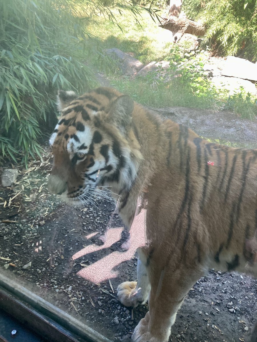 Ciarabira's tweet photo. A great day out @DublinZoo today! ☀️☀️#lovedublin #bestdayout #summer #ireland https://t.co/hgveux6I9N