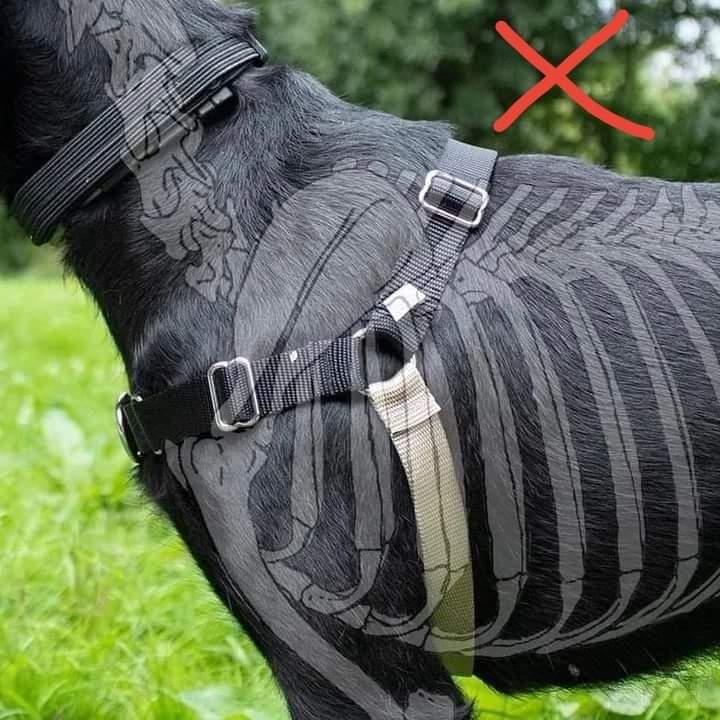 A_rbizu's tweet photo. Veo mucho cacao con el tema de los arneses para perros y demasiados arneses que impiden la movilidad de la articulación del hombro, así que voy a dejar por aquí algunos ejemplos bastante visuales como chuletilla para quien no ve el problema en los arneses tipo julius k9. https://t.co/SxlBaMPDj4