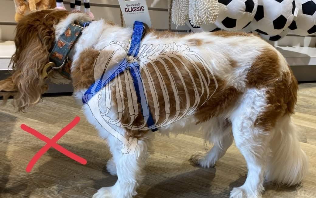 A_rbizu's tweet photo. Veo mucho cacao con el tema de los arneses para perros y demasiados arneses que impiden la movilidad de la articulación del hombro, así que voy a dejar por aquí algunos ejemplos bastante visuales como chuletilla para quien no ve el problema en los arneses tipo julius k9. https://t.co/SxlBaMPDj4
