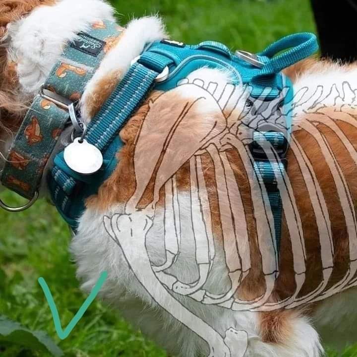 A_rbizu's tweet photo. Veo mucho cacao con el tema de los arneses para perros y demasiados arneses que impiden la movilidad de la articulación del hombro, así que voy a dejar por aquí algunos ejemplos bastante visuales como chuletilla para quien no ve el problema en los arneses tipo julius k9. https://t.co/SxlBaMPDj4