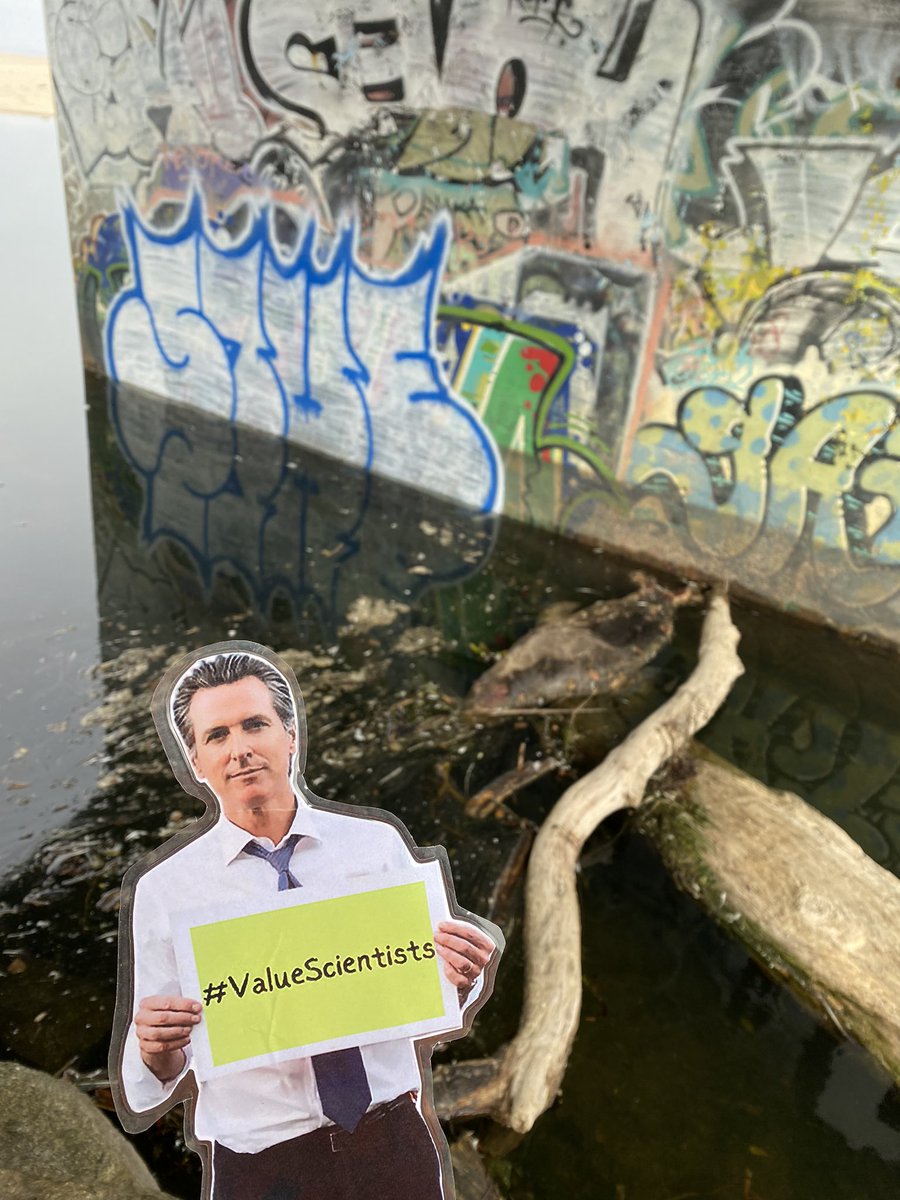 Melly_Jannel's tweet photo. Disturbing 2 see dead wildlife in the field. Another reason why the field team always wear their PPE 🧤when dealing w/ environmental samples. #FlatGavin thinks @GavinNewsom @CalHR_gov @CAgovernor should #ThankAScientists &amp; #CaStateScientists 4 the hazards they encounter #EqualPay https://t.co/7kTN2SU2Qt