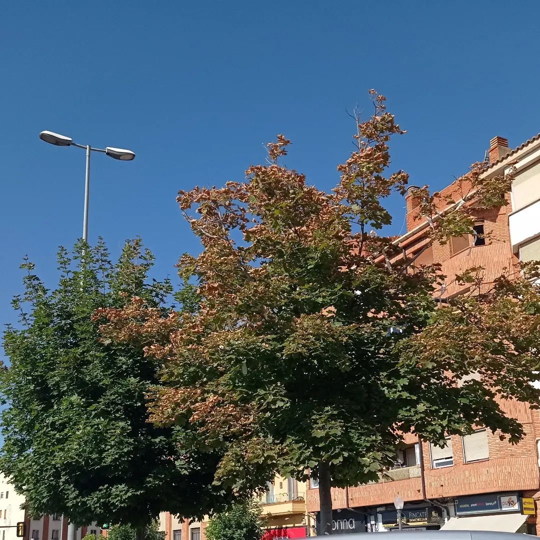 AcaciaTeruel's tweet photo. ÁRBOLES EN ESTADO LAMENTABLE V
Seguimos en la Ronda, entre el Viaducto y la Estación de Autobuses. Estos árboles reclaman cuidados y respeto. #Teruel #AyuntamientoTeruel #EmmaBuj https://t.co/QFJdWAbYfx