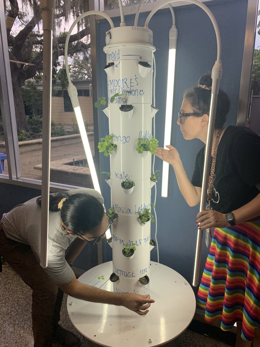 sturgeonsquad's tweet photo. Thank you @Seedsaversx for the diverse donation of seeds. Teachers and Ss @MortElementary are very excited about all the new varieties of  lettuces and herbs growing in our @greenBXmachine. 🥬 🌱@MrsJSEBanks @MrMaestroMoreno https://t.co/OeoGfcV2Au