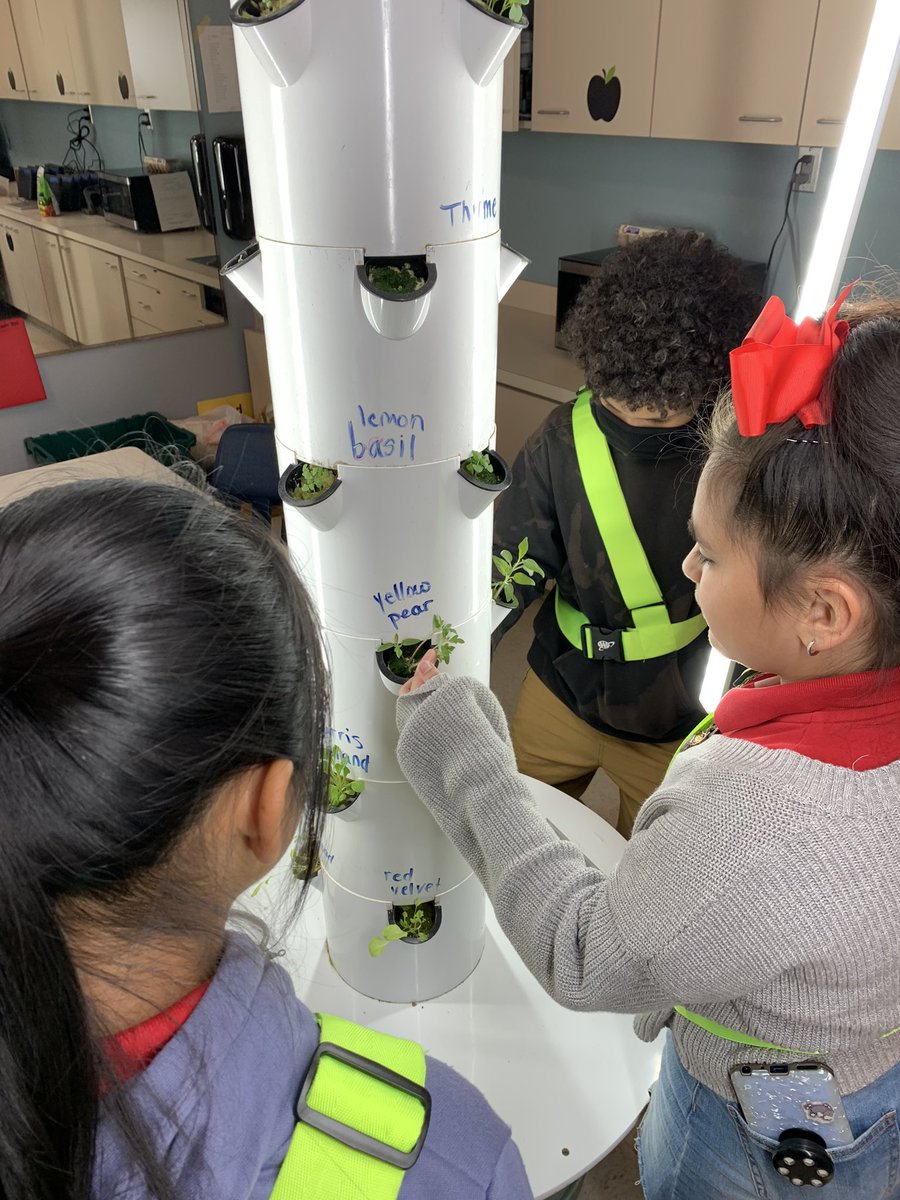 sturgeonsquad's tweet photo. Thank you @Seedsaversx for the diverse donation of seeds. Teachers and Ss @MortElementary are very excited about all the new varieties of  lettuces and herbs growing in our @greenBXmachine. 🥬 🌱@MrsJSEBanks @MrMaestroMoreno https://t.co/OeoGfcV2Au
