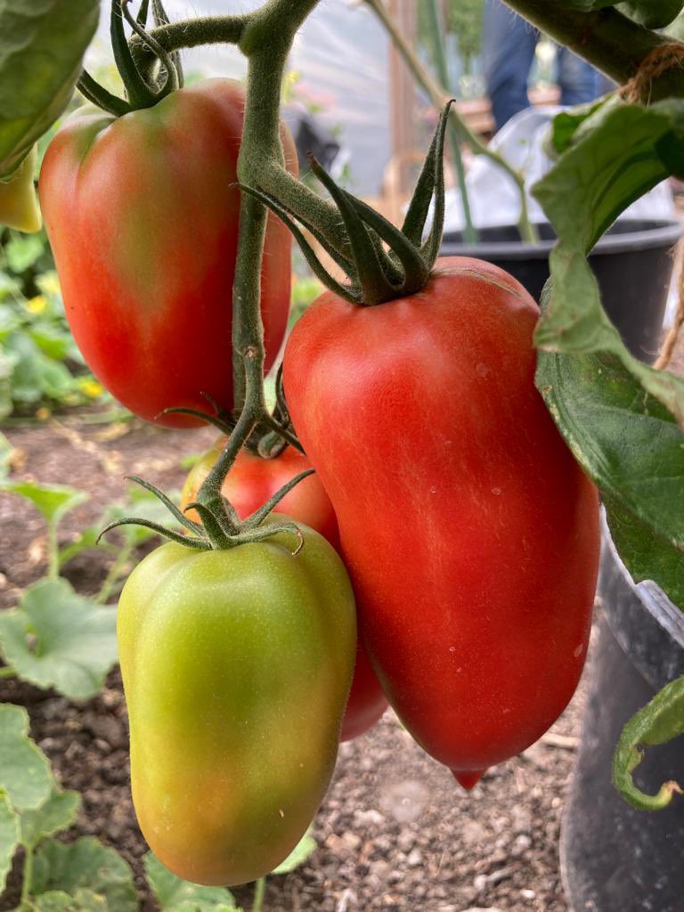 ARDAllotments's tweet image. Maybe we should have a “Tomato Festival”! Great year for them? What are you doing with yours? 🍅 #allotmentlife #growyourown #allotmentlove #growyourownfood #allotmentsofinstagram #growfoodforfree #allotmentuk #allotmentgarden
