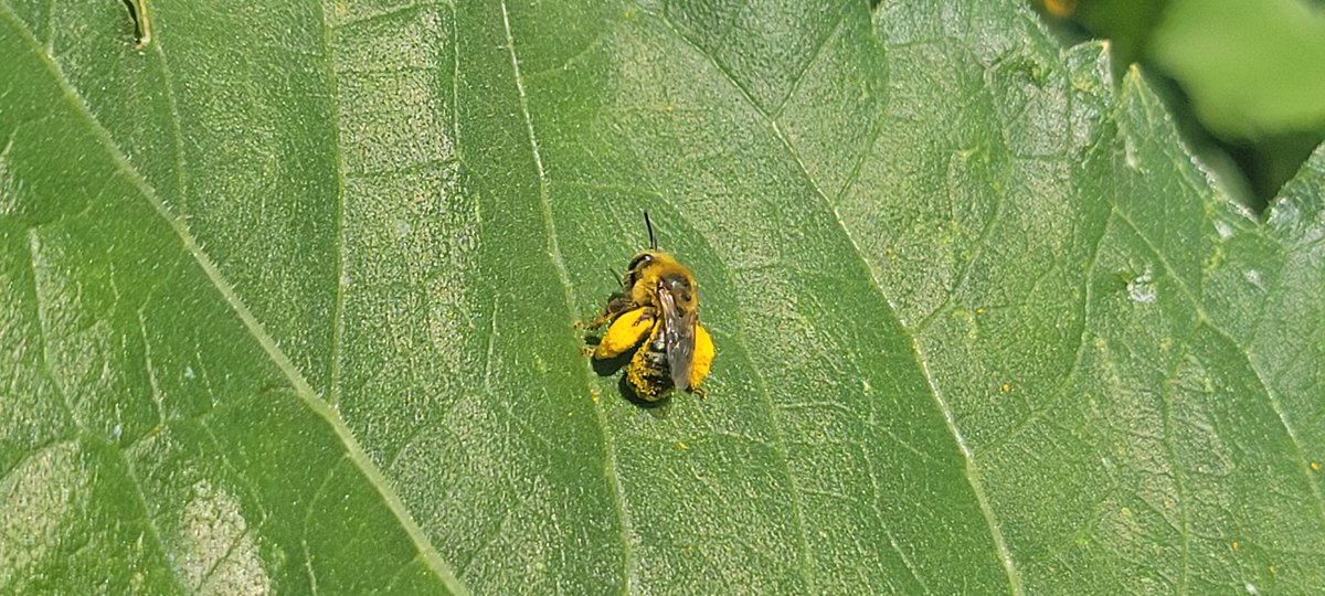 Focusfields's tweet photo. Morning views in the field. Bees are cool to watch, even grasshoppers watch them. Beware of the bees but so far they have been concentrating on thier work and not bothering anyone. https://t.co/dMEJt7MofW