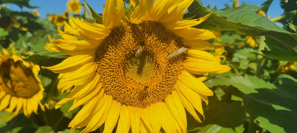 Focusfields's tweet photo. Morning views in the field. Bees are cool to watch, even grasshoppers watch them. Beware of the bees but so far they have been concentrating on thier work and not bothering anyone. https://t.co/dMEJt7MofW