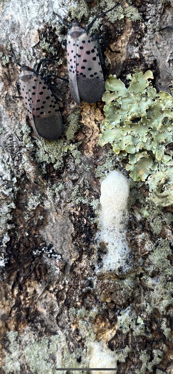 The next generation is being set forth.  The frothy egg mass solidifies to protect the eggs till the spring emergence.