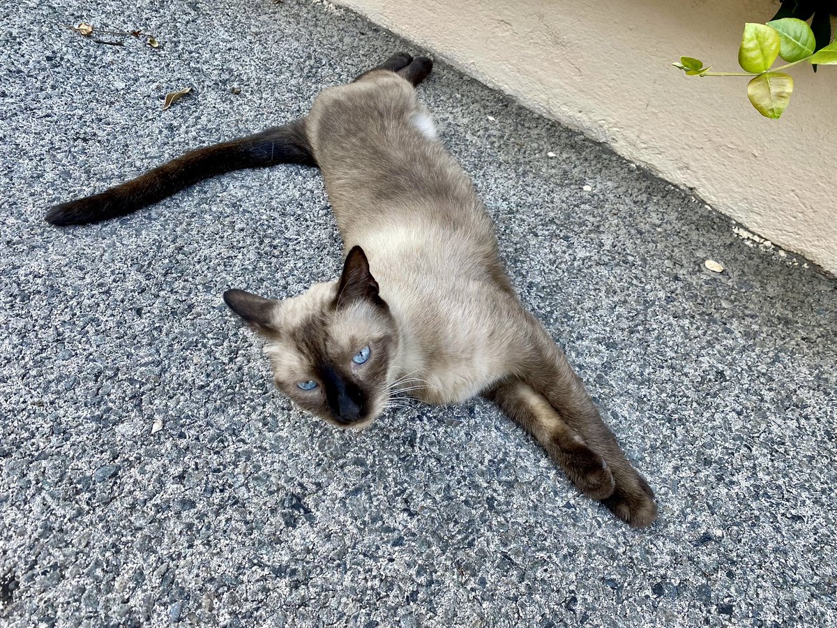 BAPF61's tweet image. #ChaChaChat 🐈‍⬛