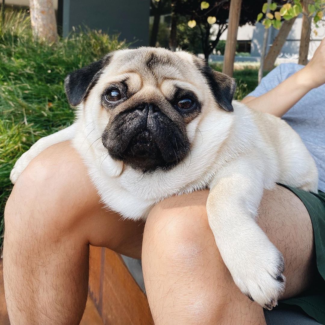 PugMom (@pug_o_holic) on Twitter photo 