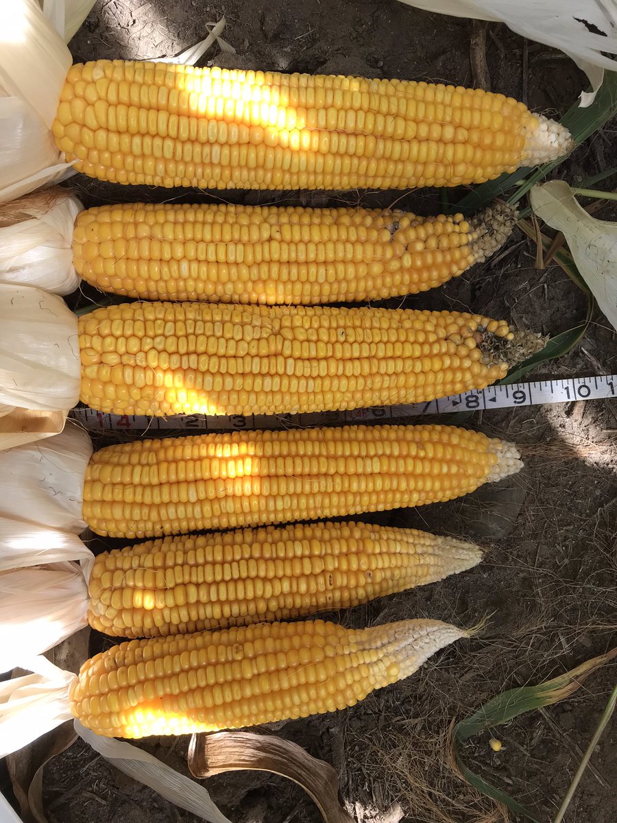 6 stops so far in Polk Co. in the Runnells, Mitchellville, and Bondurant areas. Yield estimates