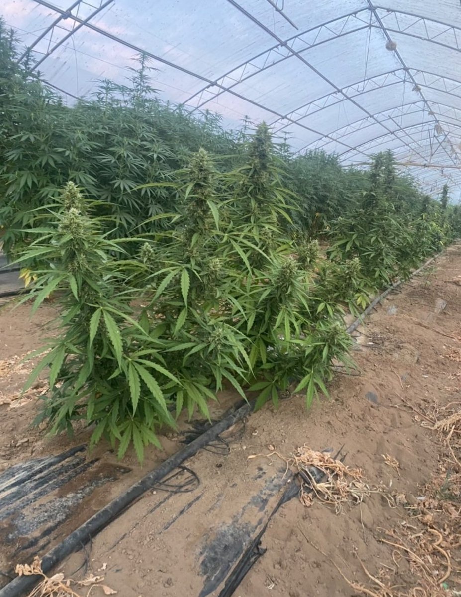 KannabiaSeeds's tweet photo. 📷 SWISS DREAM #CBD by #KannabiaSeeds 🌱 @IntKannabia @Kannabia_Samen
📸 Gracias a los amigos #kannabistas italianos de IG @@carlofarm 🇮🇹🙏😍🧡💚
ℹ️ #SwissDreamCBD  #collectionseeds ➡️ https://t.co/i8ZiFCQyih

Fem ♀️
#CBDSeed ⚕️
Indica dominant
#cannabisculture #cannabismedicinal https://t.co/mxrOBRXQYP
