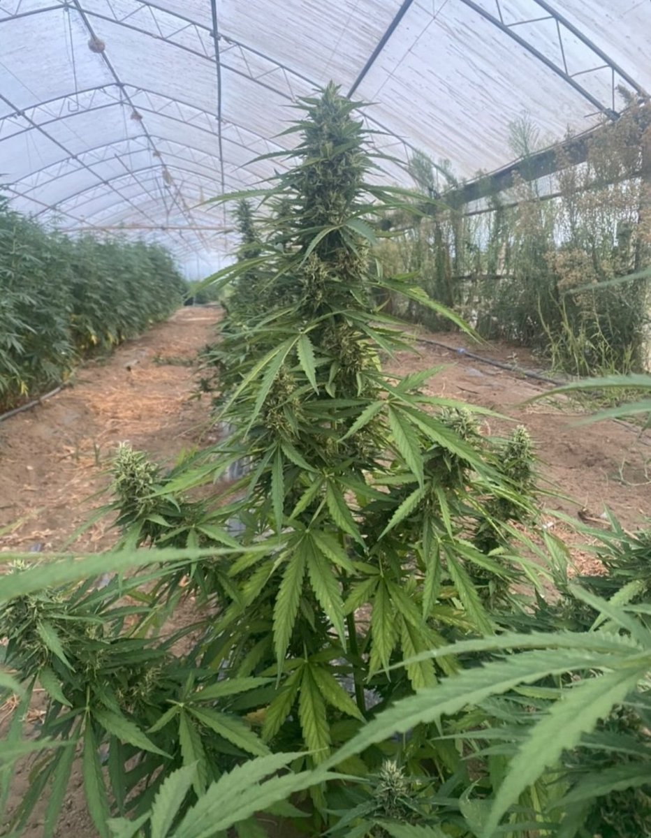 KannabiaSeeds's tweet photo. 📷 SWISS DREAM #CBD by #KannabiaSeeds 🌱 @IntKannabia @Kannabia_Samen
📸 Gracias a los amigos #kannabistas italianos de IG @@carlofarm 🇮🇹🙏😍🧡💚
ℹ️ #SwissDreamCBD  #collectionseeds ➡️ https://t.co/i8ZiFCQyih

Fem ♀️
#CBDSeed ⚕️
Indica dominant
#cannabisculture #cannabismedicinal https://t.co/mxrOBRXQYP