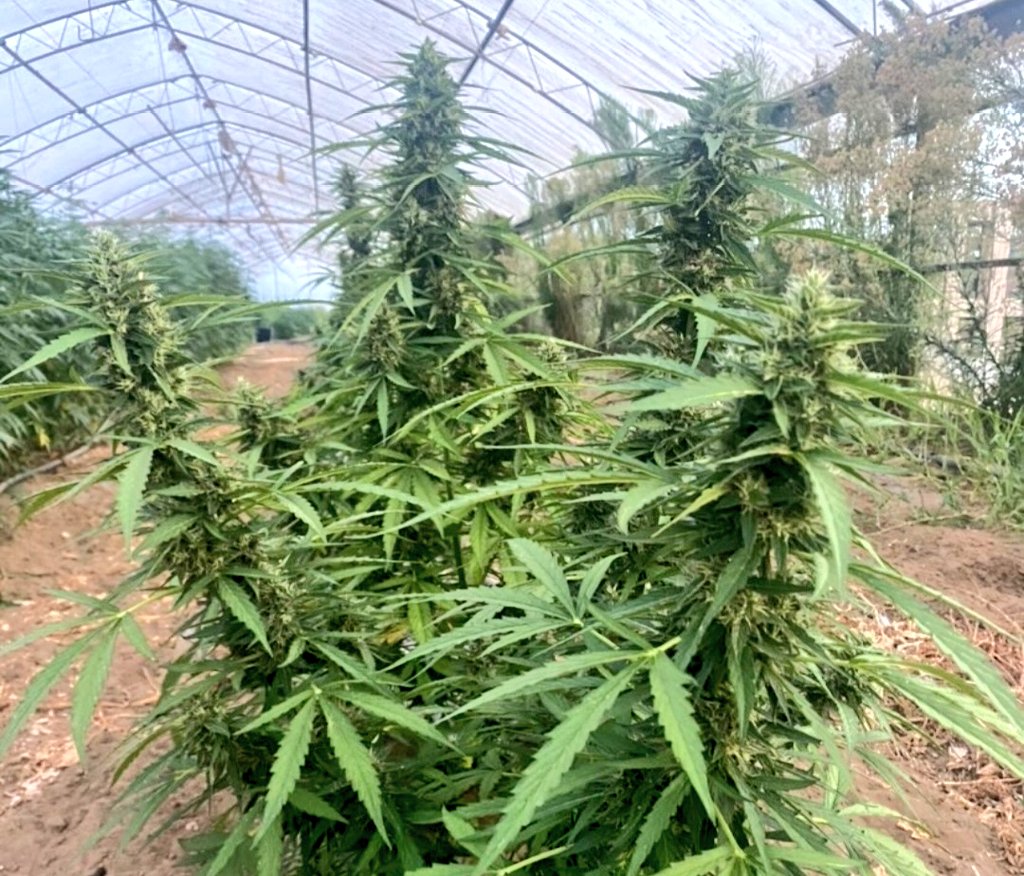 KannabiaSeeds's tweet photo. 📷 SWISS DREAM #CBD by #KannabiaSeeds 🌱 @IntKannabia @Kannabia_Samen
📸 Gracias a los amigos #kannabistas italianos de IG @@carlofarm 🇮🇹🙏😍🧡💚
ℹ️ #SwissDreamCBD  #collectionseeds ➡️ https://t.co/i8ZiFCQyih

Fem ♀️
#CBDSeed ⚕️
Indica dominant
#cannabisculture #cannabismedicinal https://t.co/mxrOBRXQYP