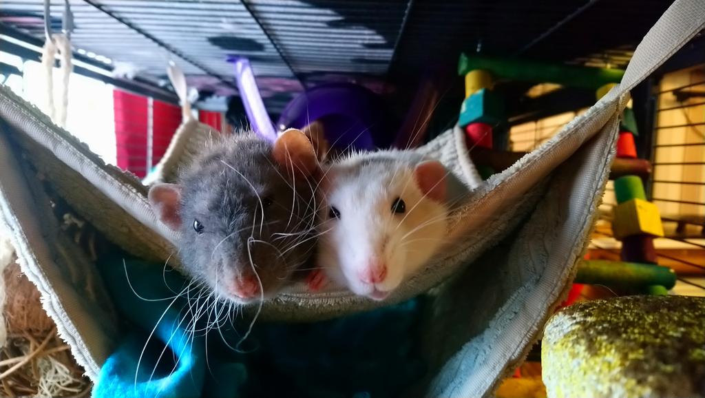 Sir Appa, Lord Momo & Presidemt Hawkie's Legacy 🐀 tweet media