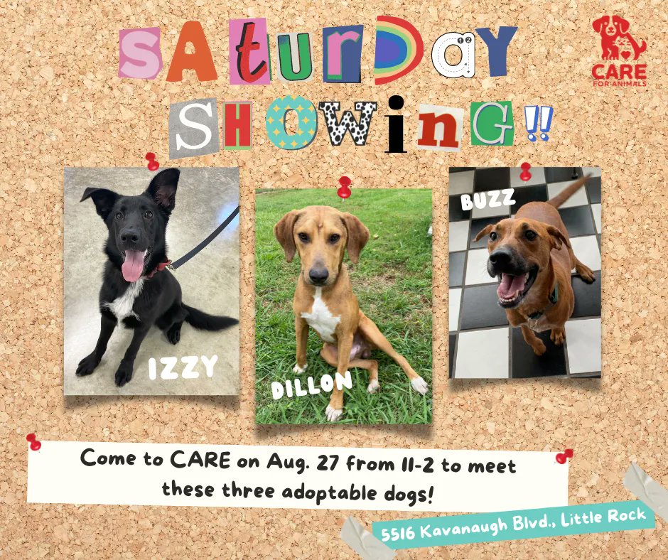 This Saturday from 11-2, we'll have these three new adorable dogs outside ready to meet you! You can read their stories and apply to adopt on careforanimals.org 

We'll see you Saturday!